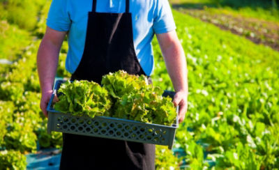 Organic food - Timeline of crop protection advances