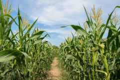 IMG-P2848W_DESKTOP-Pioneer_ZA_ZM-V1