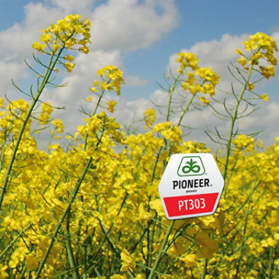 IMG-PT303_www_RAPE_3000X3000-Corteva-V1