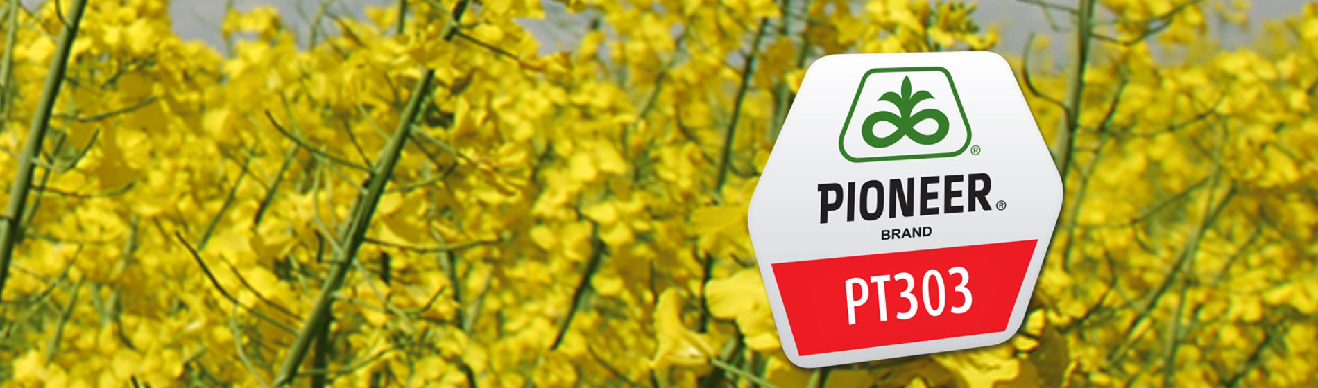 IMG-PT303_www_RAPE_3000X3000-Corteva-V1
