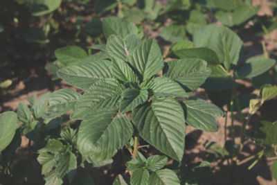 Top view of Palmer Amaranth