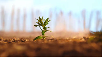 Paradigm™ PRE Arylex™ active Herbicide