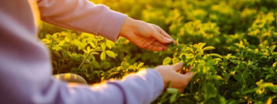 Particularidades del cultivo de la alfalfa