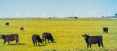 Características das pastagens do Sul do Brasil