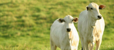 manqueira em bovinos: sintomas, causas e tratamentos