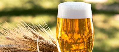 Resíduo de cervejaria (RUC) na dieta de bovinos