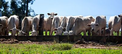 Utilização da polpa cítrica na dieta de bovinos