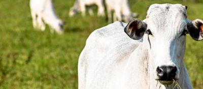 Você já ouviu falar na guanxuma?