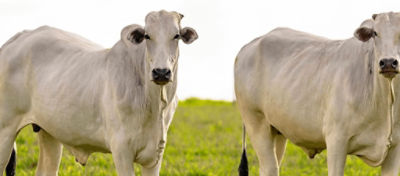 O mercado do sebo bovino, do sabão e do diesel