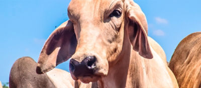 A vantagem é de que o bem-estar animal proporciona mais segurança e conforto para os animais, além de também evitar perdas na produção.