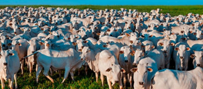 Carne bovina: mercado interno versus mercado externo