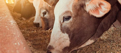 Por que os bovinos ruminam?