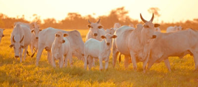 IMG-Pasto-extraordinario-Unha-de-cabrito.3