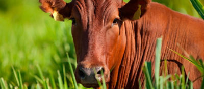 Altura do capim na entrada do gado como ferramenta de manejo de pastagens