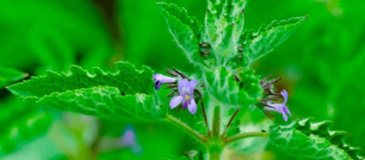 Cheirosa (h. Suaveolens): características e controle nas pastagens