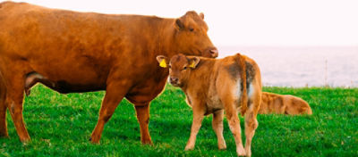 O creep feeding é uma estratégia nutricional para os bovinos jovens