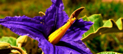 Fruta-de-lobo ou lobeira… Já ouviu falar?
