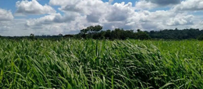 Pecuária e as pastagens na região Norte do Brasil
