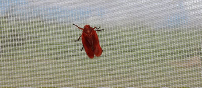 Cigarrinhas das pastagens: situação no país e controle