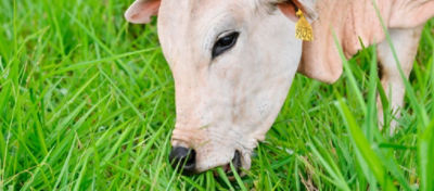 Manejo e cuidados no primeiro pastejo