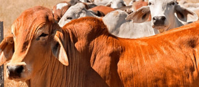 O passo a passo para garantir alimento para os bovinos na seca e no frio