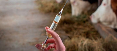 Sanidade em bovinos de corte: custo baixo, risco alto