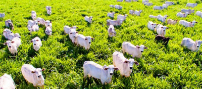 Técnicas para calcular a produtividade das pastagens