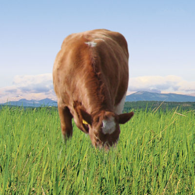 Cow grazing in a pasture