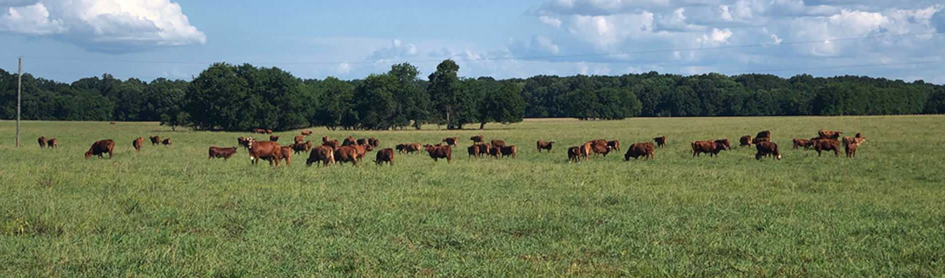 beautiful pasture