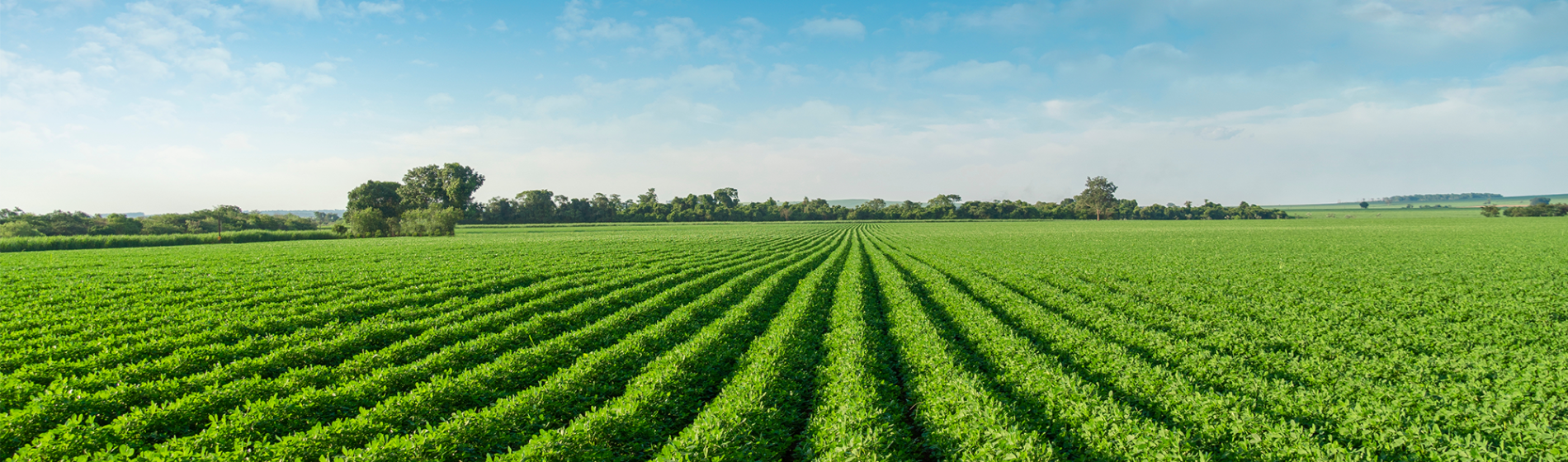 Peanut field rows
