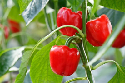 Pepper Banner
