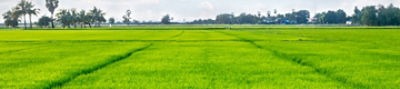 rice field green 