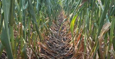 Photo - corn plants - showing stress - canopy view - Nebraska