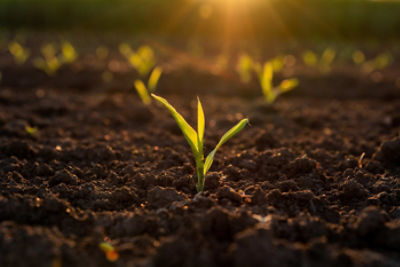 Photo - Emerging corn seedling in field - closeup