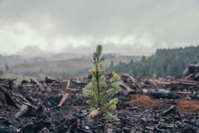 The IVMinute - IVM and Fire Mitigation