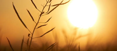 pioneer canola ready for harvest