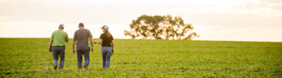 A grower, rep and agronomist walking a field of young soybean plants