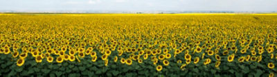 Pioneer Sunflowers