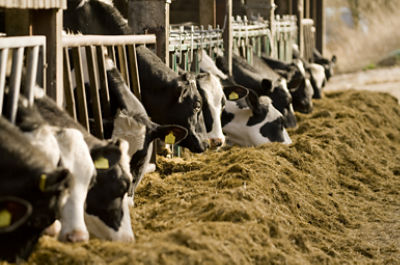 IMG-Pioneer_11CFT-Pioneer-V1