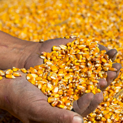 IMG-Pioneer_Website_Catalouge-Pioneer_ZA-V1