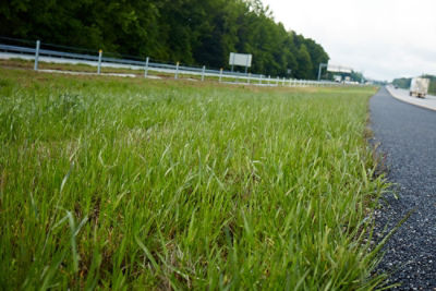 Grass along highway with semi truck in the background