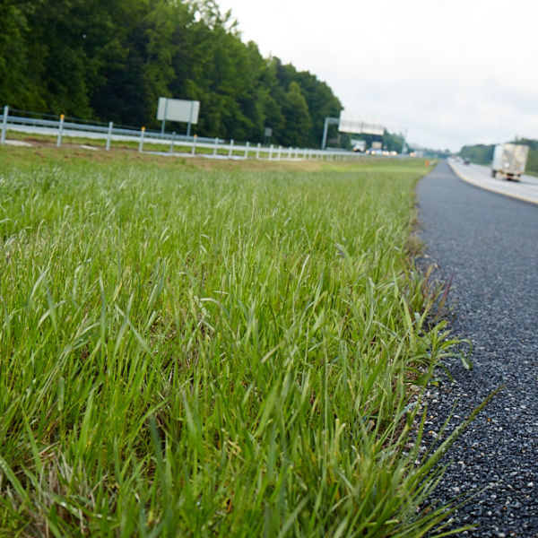 Grass along highway with semi truck in the background