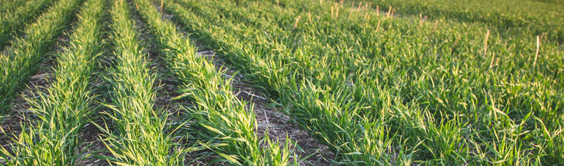barley