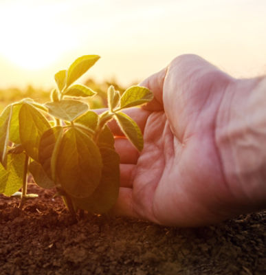 Mano tocando una planta