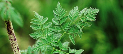 Poison hemlock leaf