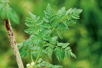 poison hemlock leaf