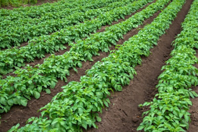 rows of young potatoes