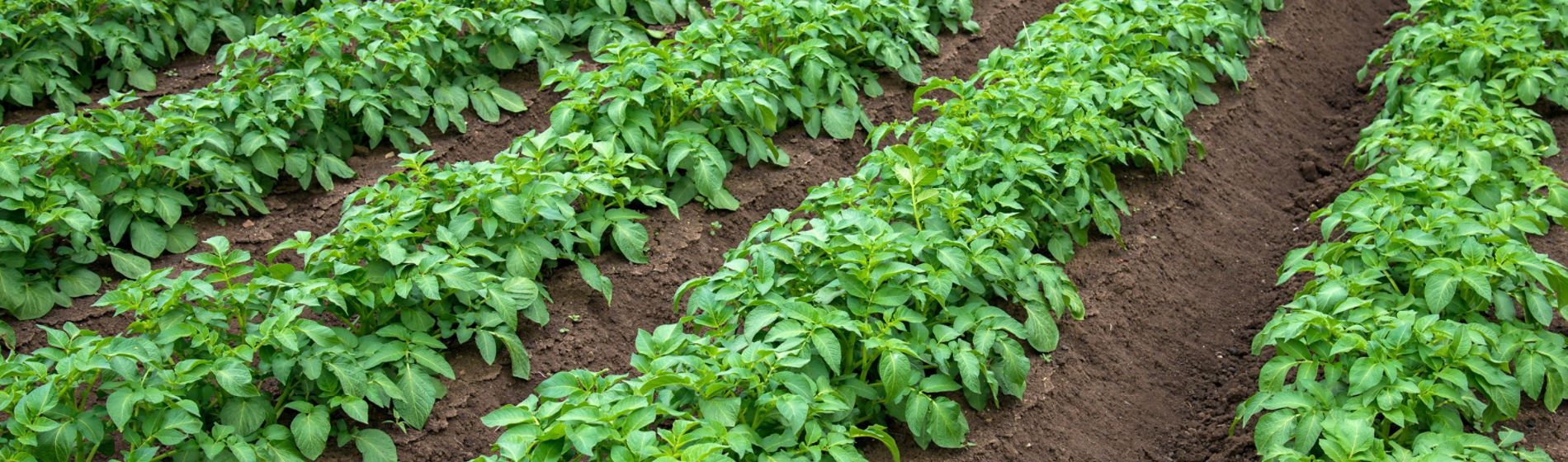 rows of young potatoes