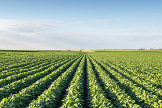 Potato field