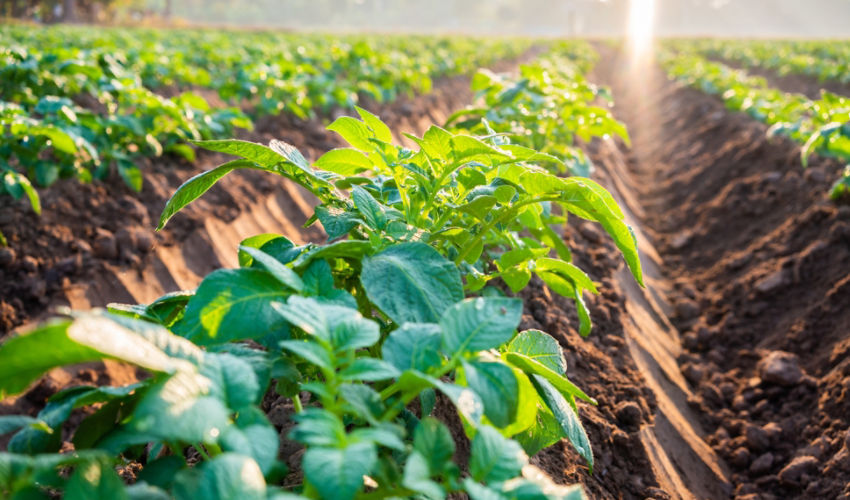 Potatoes in field
